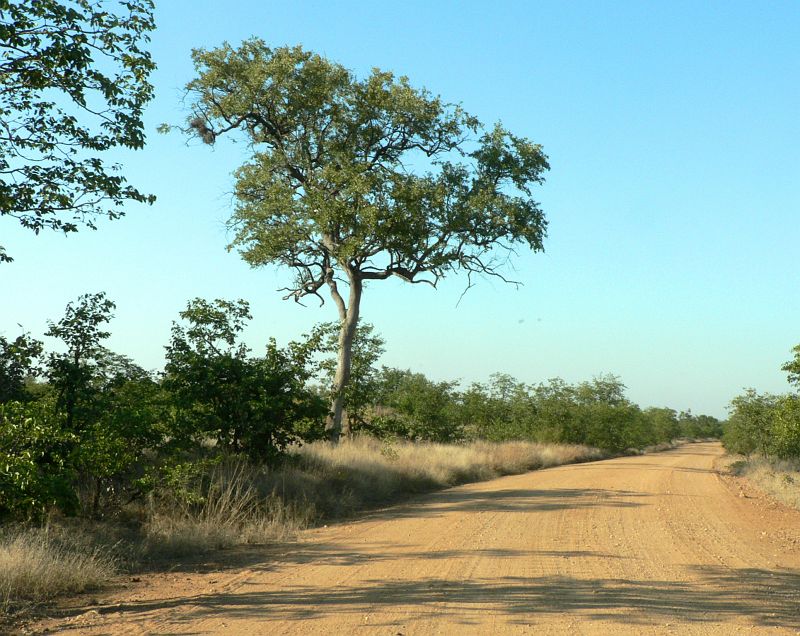 JAR 019.JPG - Cesty byly velmi kvalitní, hlavní silnice byly asfaltové bez jakýchkoliv děr. Vedlejší cesty byly z udusaného písku. Nebyl tudíž žádný problém vše projet s naším Polem. Výhoda byla, že je zde v zimních měsících období sucha, tudíž jsme nemuseli projíždět rozvodněné říčky.